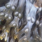 Fucus vesiculosis