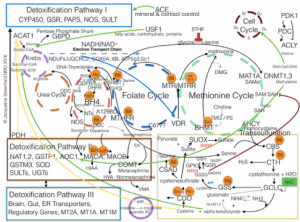 Main methylation schematic