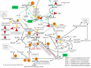 Redox & Sulfur metabolism schematic