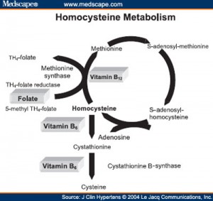 Homocysteine Pathway