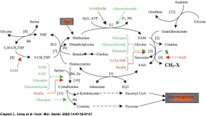 Methylation Modulation