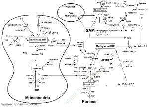 Mitochondrial control